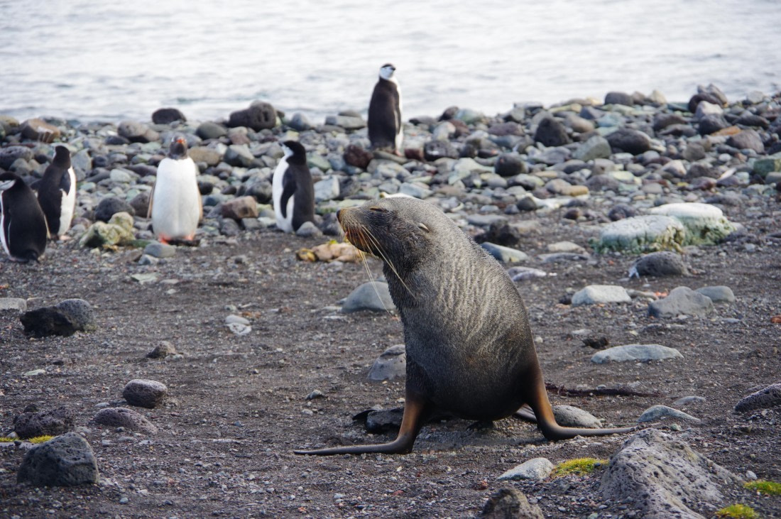 PLA27-25, Day 14, IMGP2718 © Unknown photographer - Oceanwide Expeditions.JPG