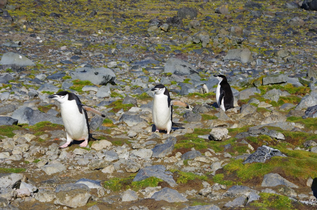 PLA27-25, Day 14, IMGP2776 © Unknown photographer - Oceanwide Expeditions.JPG