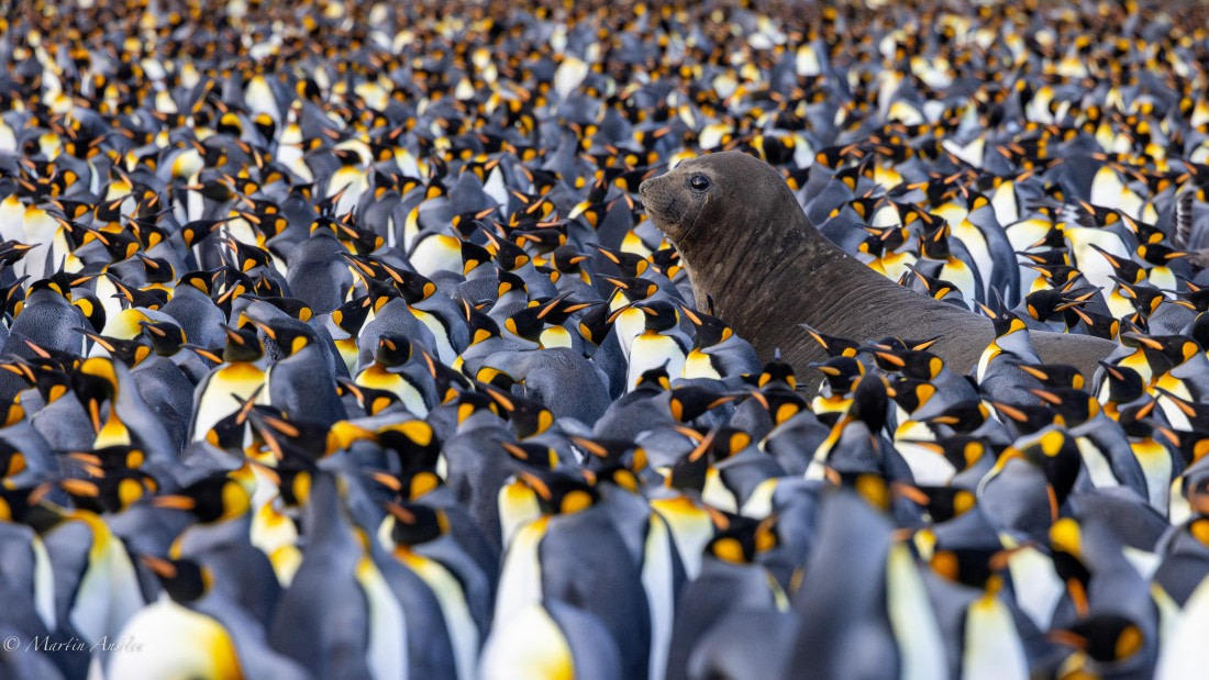 PLA27-25, Day 10, 088A6220 © Martin Anstee - Oceanwide Expeditions.jpg