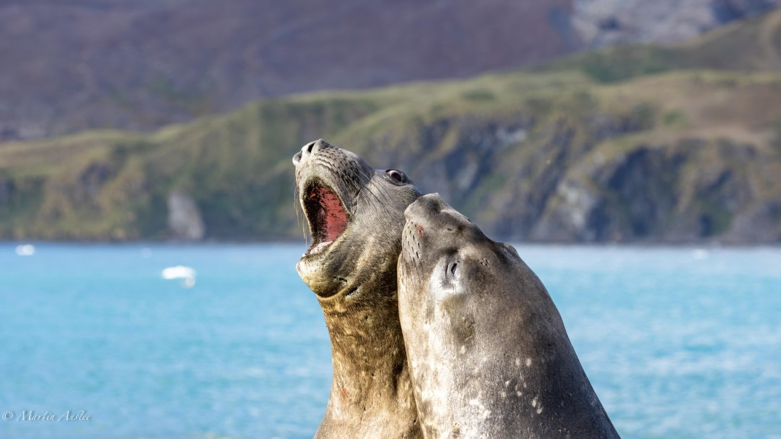 PLA27-25, Day 10, 088A6300 © Martin Anstee - Oceanwide Expeditions.jpg