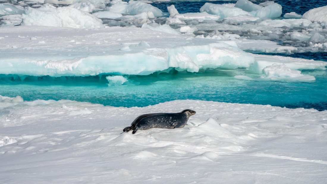 PLA27-25, Day 15, DSC03773 © Unknown photographer - Oceanwide Expeditions.jpg
