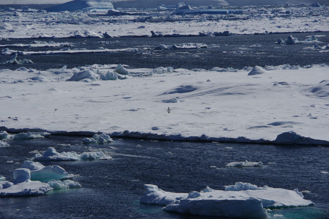 PLA27-25, Day 15, IMGP2837 © Unknown photographer - Oceanwide Expeditions.JPG