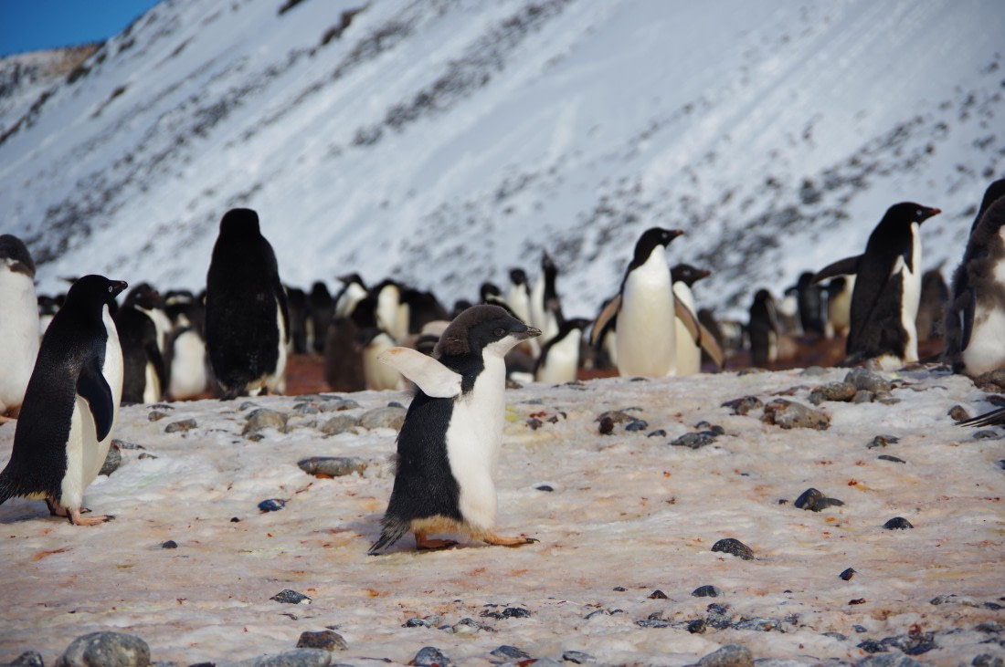 PLA27-25, Day 15, IMGP3013 © Unknown photographer - Oceanwide Expeditions.JPG