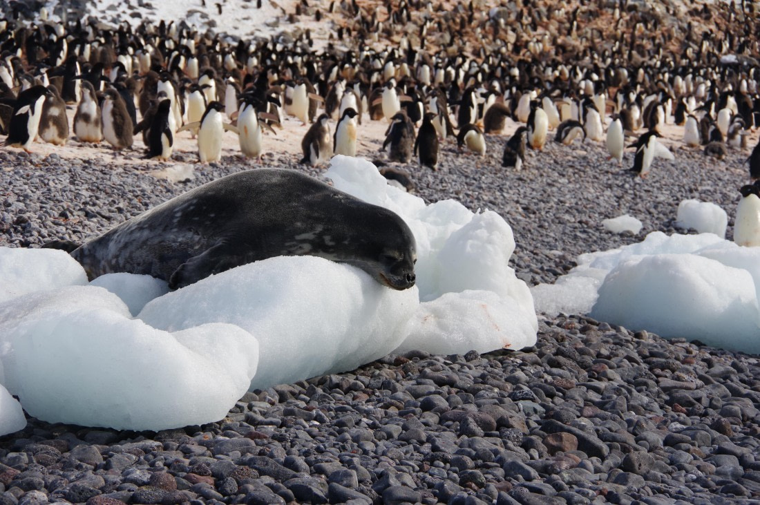 PLA27-25, Day 15, IMGP3028 © Unknown photographer - Oceanwide Expeditions.JPG