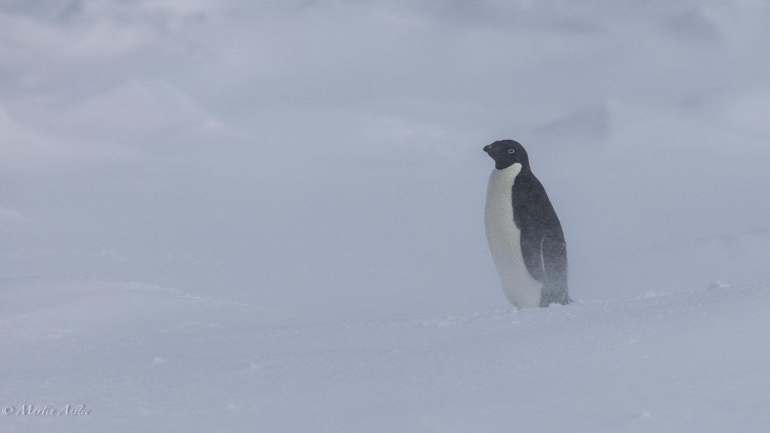 PLA27-25, Day 15, 088A7173 © Martin Anstee - Oceanwide Expeditions.jpg