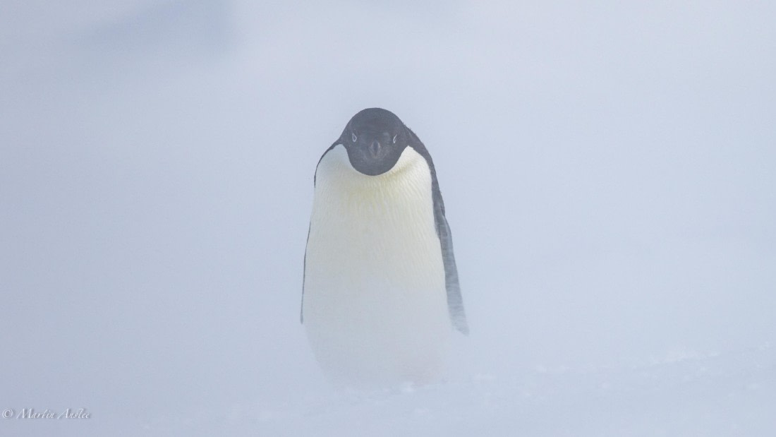 PLA27-25, Day 15, 088A7181 © Martin Anstee - Oceanwide Expeditions.jpg