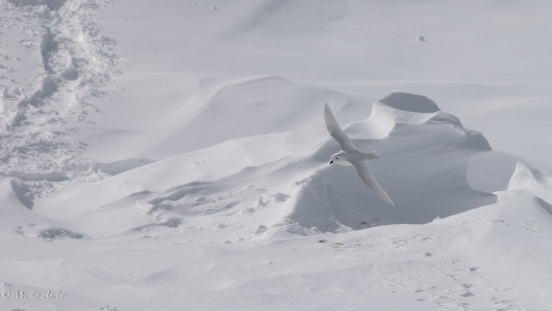 PLA27-25, Day 15, 088A7241 © Martin Anstee - Oceanwide Expeditions.jpg