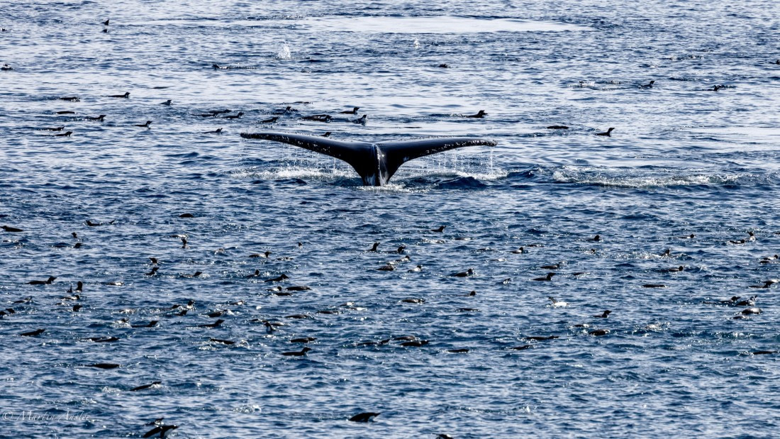 PLA27-25, Day 15, 088A7361 © Martin Anstee - Oceanwide Expeditions.jpg