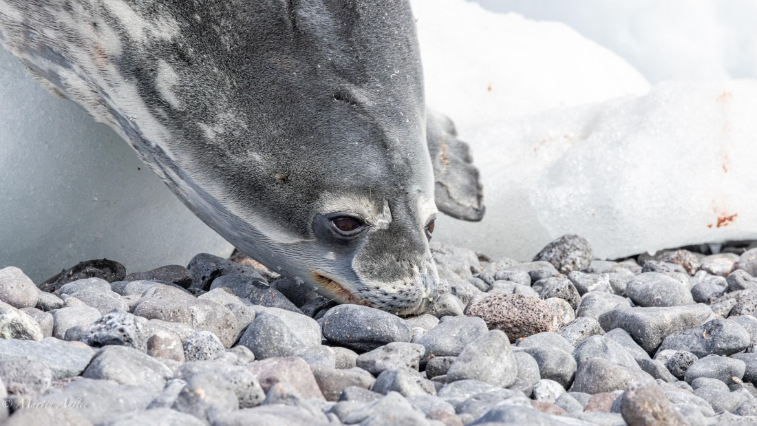 PLA27-25, Day 15, 088A7383 © Martin Anstee - Oceanwide Expeditions.jpg