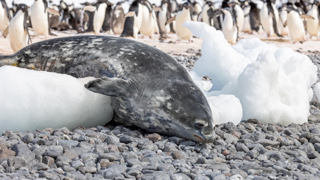 PLA27-25, Day 15, 088A7386 © Martin Anstee - Oceanwide Expeditions.jpg
