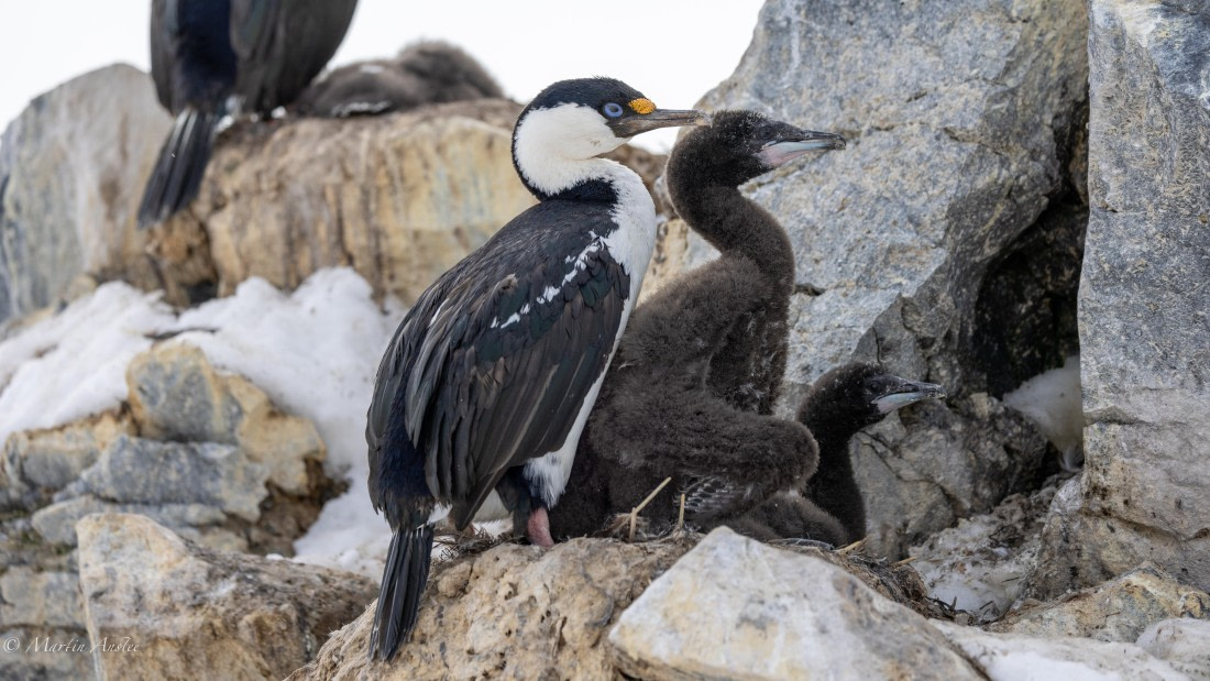 PLA27-25, Day 15, 088A7414 © Martin Anstee - Oceanwide Expeditions.jpg