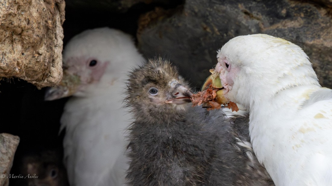 PLA27-25, Day 15, 088A7565 © Martin Anstee - Oceanwide Expeditions.jpg