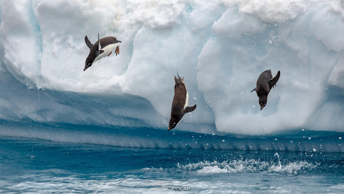 PLA27-25, Day 15, 766A2688 © Susanne Polap - Oceanwide Expeditions.jpg