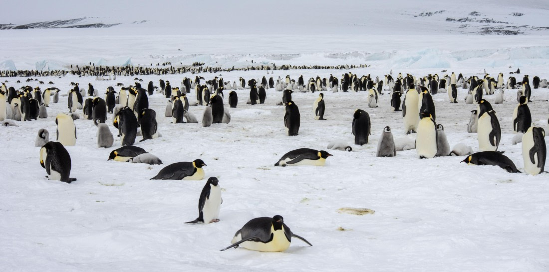 Snow Hill Island, Antarctica, Weddell Sea, IMG_5141 © Alexandra den Dikken - Oceanwide Expeditions