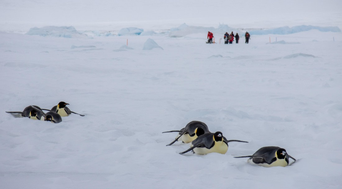 Snow Hill Island, Antarctica, Weddell Sea, IMG_5102 © Alexandra den Dikken - Oceanwide Expeditions