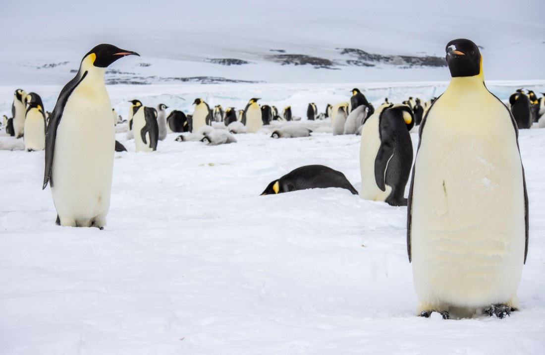 Snow Hill Island, Antarctica, Weddell Sea, IMG_5150 © Alexandra den Dikken - Oceanwide Expeditions