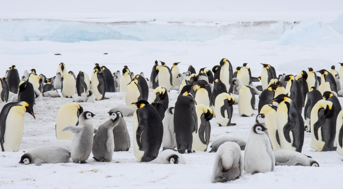 Snow Hill Island, Antarctica, Weddell Sea, IMG_5192 © Alexandra den Dikken - Oceanwide Expeditions
