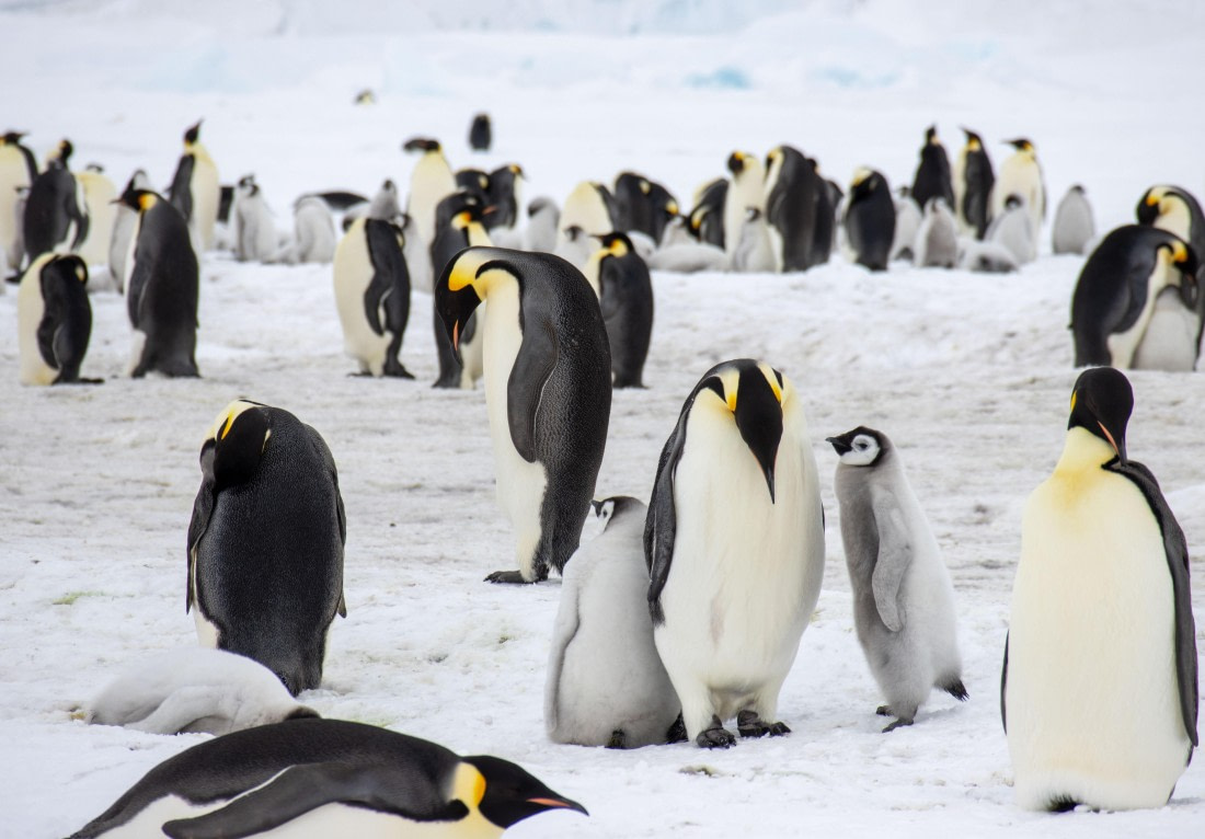 Snow Hill Island, Antarctica, Weddell Sea, IMG_5195 © Alexandra den Dikken - Oceanwide Expeditions