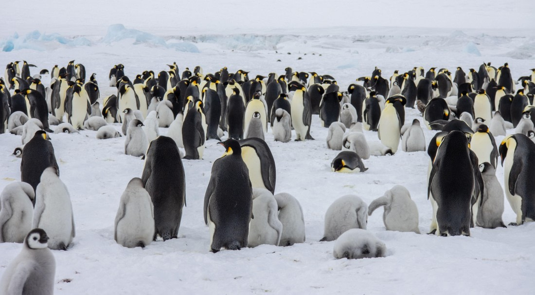 Snow Hill Island, Antarctica, Weddell Sea, IMG_5255 © Alexandra den Dikken - Oceanwide Expeditions
