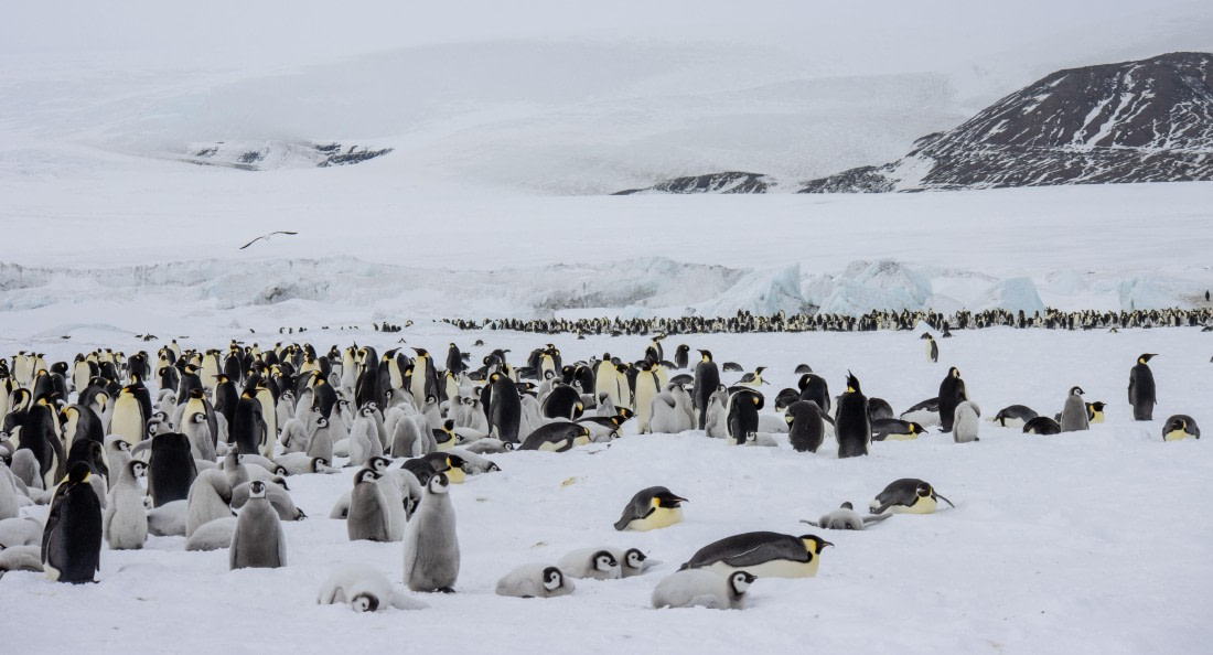 Snow Hill Island, Antarctica, Weddell Sea, IMG_5263 © Alexandra den Dikken - Oceanwide Expeditions