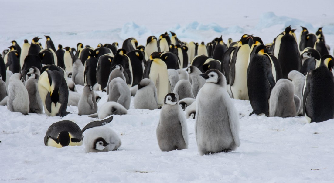 Snow Hill Island, Antarctica, Weddell Sea, IMG_5337 © Alexandra den Dikken - Oceanwide Expeditions