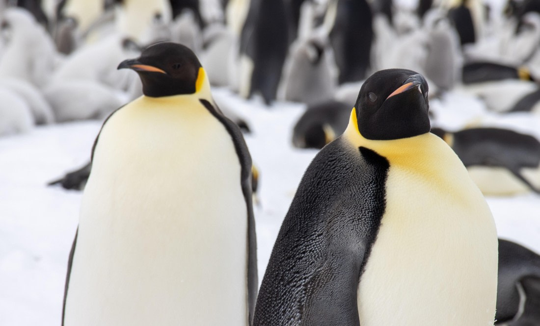 Snow Hill Island, Antarctica, Weddell Sea, IMG_5350 © Alexandra den Dikken - Oceanwide Expeditions