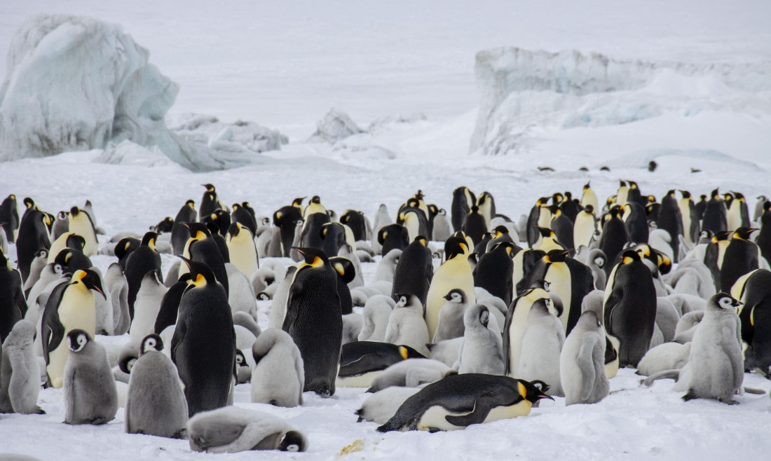 Snow Hill Island, Antarctica, Weddell Sea, IMG_5377 © Alexandra den Dikken - Oceanwide Expeditions