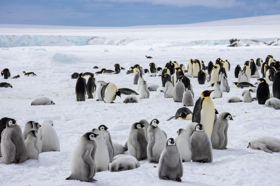 Snow Hill Island, Antarctica, Weddell Sea, IMG_5378 © Alexandra den Dikken - Oceanwide Expeditions