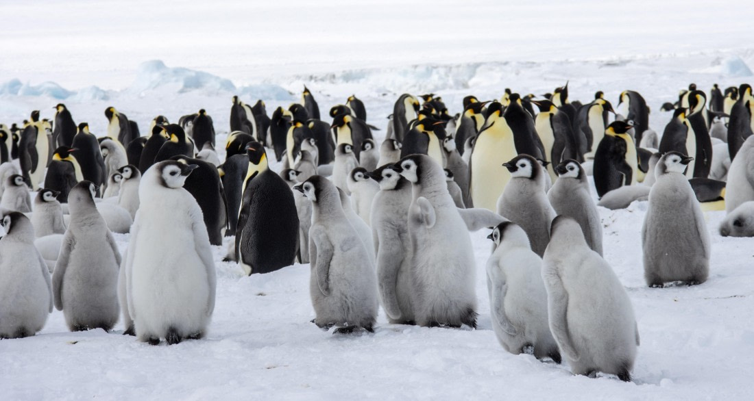 Snow Hill Island, Antarctica, Weddell Sea, IMG_5400 © Alexandra den Dikken - Oceanwide Expeditions