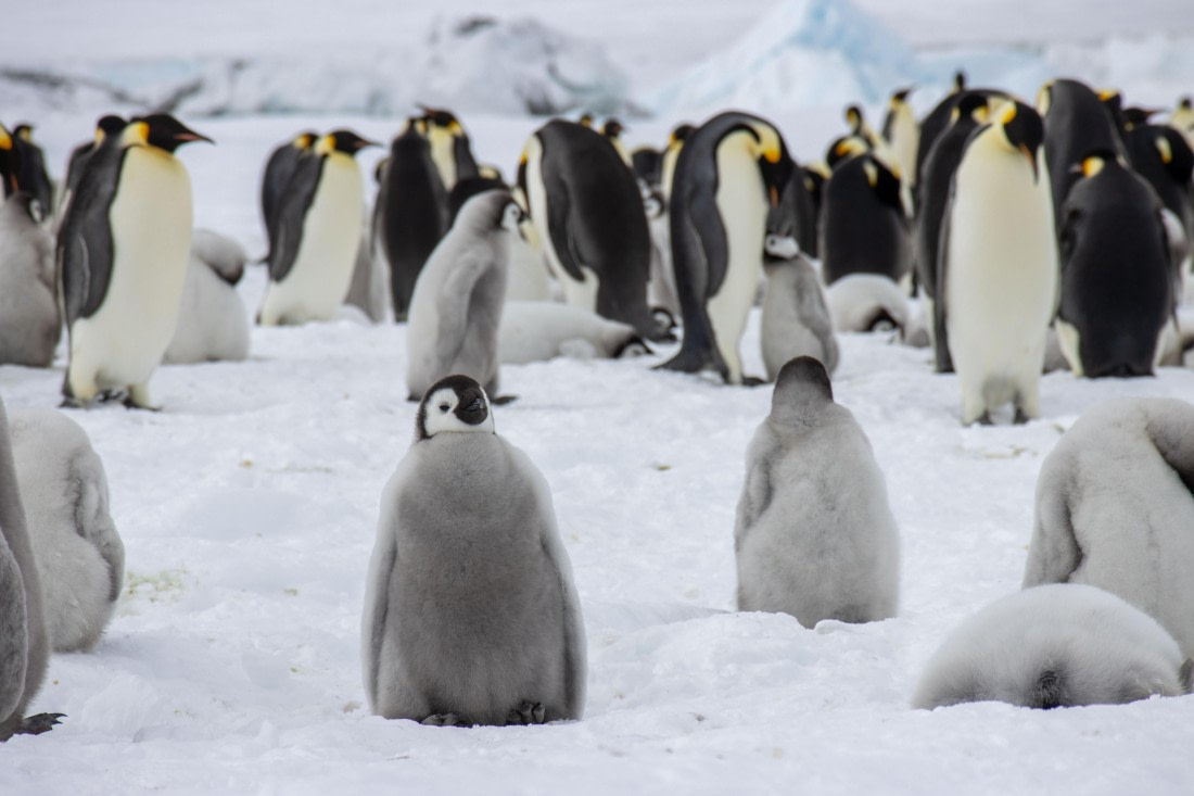 Snow Hill Island, Antarctica, Weddell Sea, IMG_5526 © Alexandra den Dikken - Oceanwide Expeditions