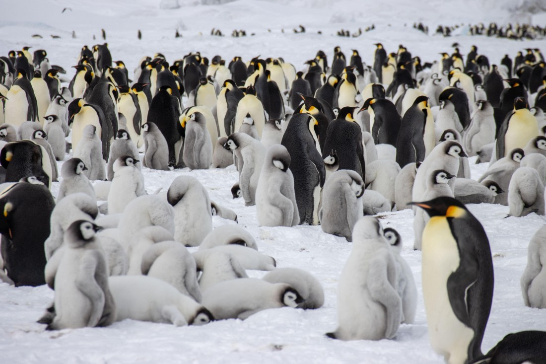 Snow Hill Island, Antarctica, Weddell Sea, IMG_5615 © Alexandra den Dikken - Oceanwide Expeditions