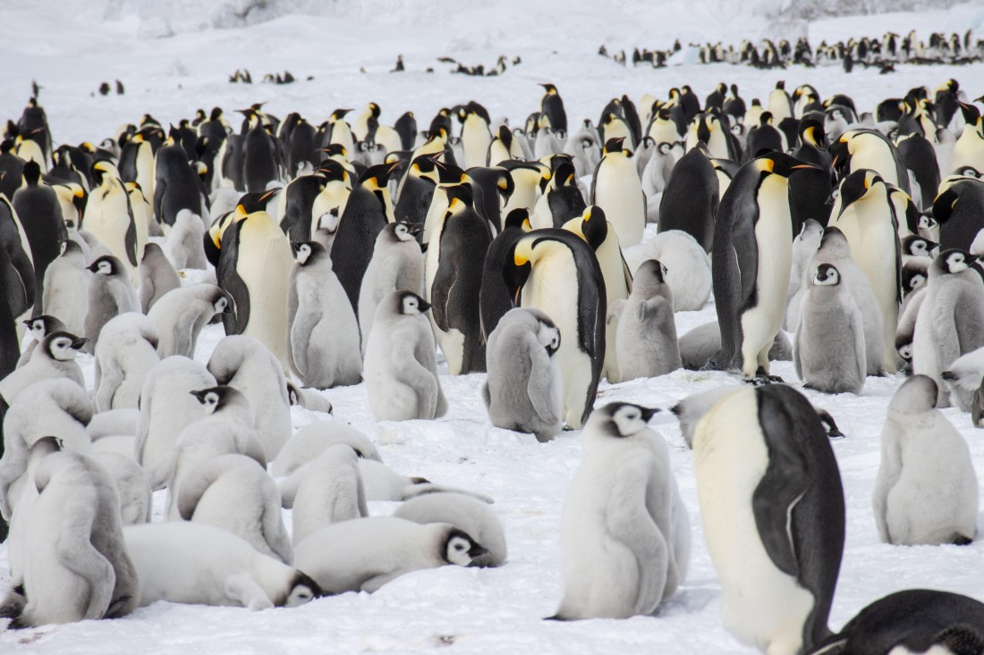 Snow Hill Island, Antarctica, Weddell Sea, IMG_5632 © Alexandra den Dikken - Oceanwide Expeditions
