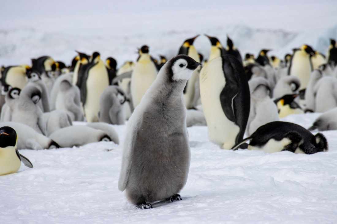 Snow Hill Island, Antarctica, Weddell Sea, IMG_5637 © Alexandra den Dikken - Oceanwide Expeditions