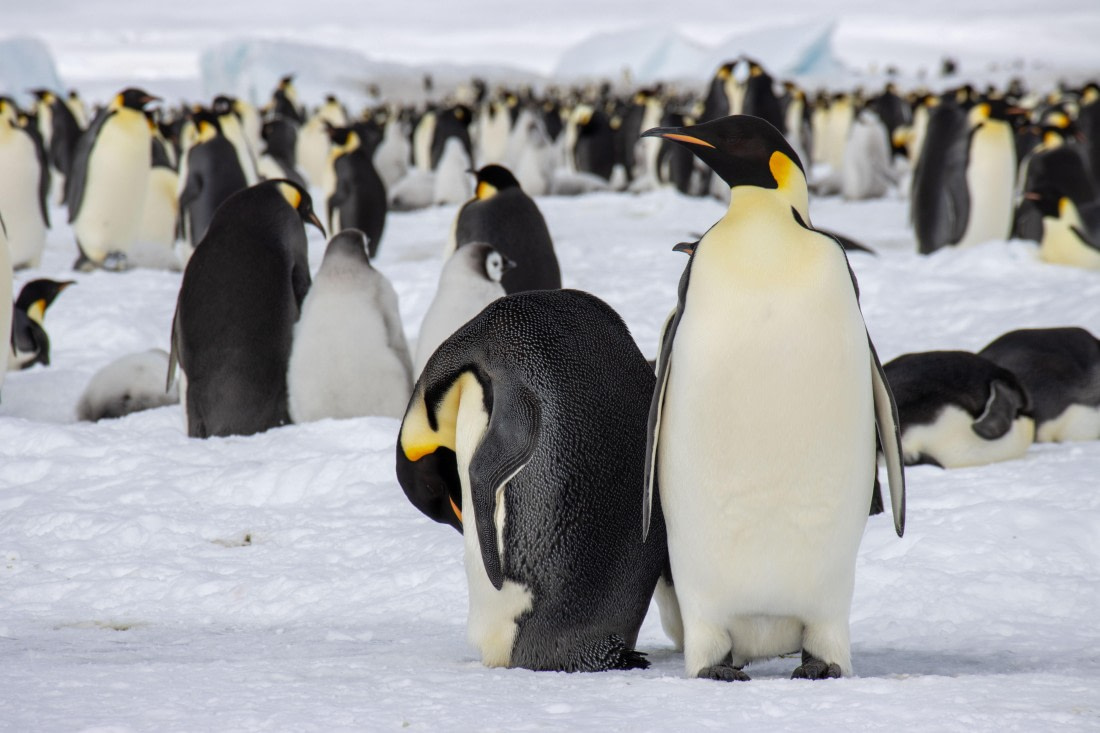 Snow Hill Island, Antarctica, Weddell Sea, IMG_5693 © Alexandra den Dikken - Oceanwide Expeditions