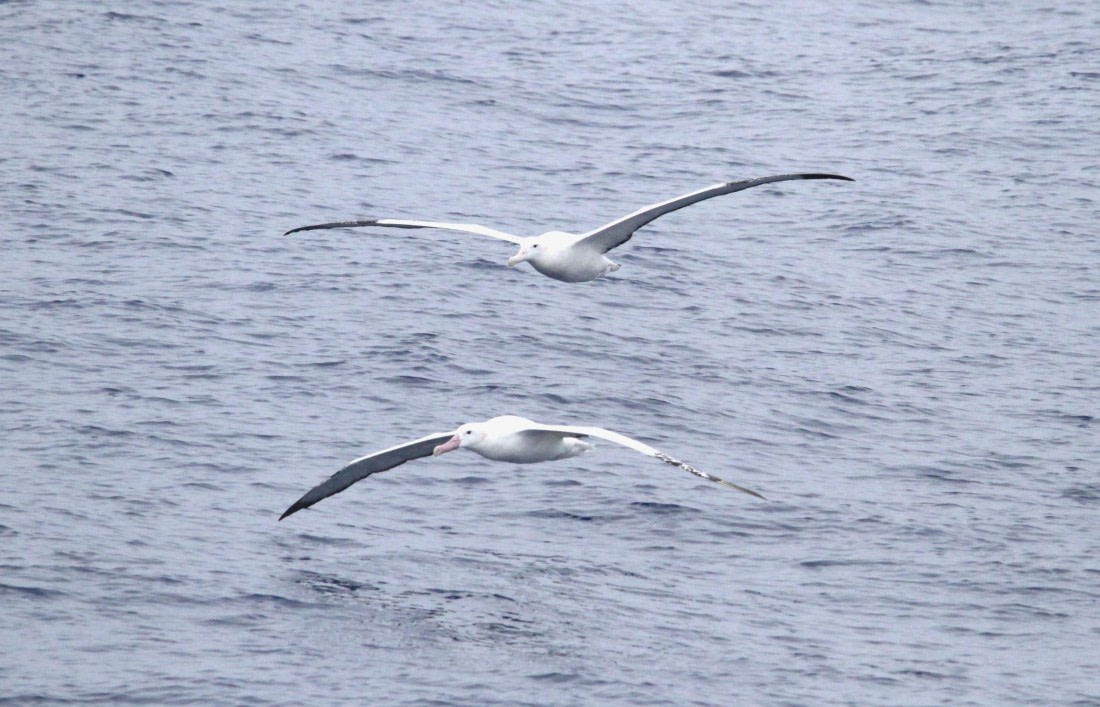 OTL29-25, Day 2, IMG_2899 © Unknown photographer - Oceanwide Expeditions.JPG