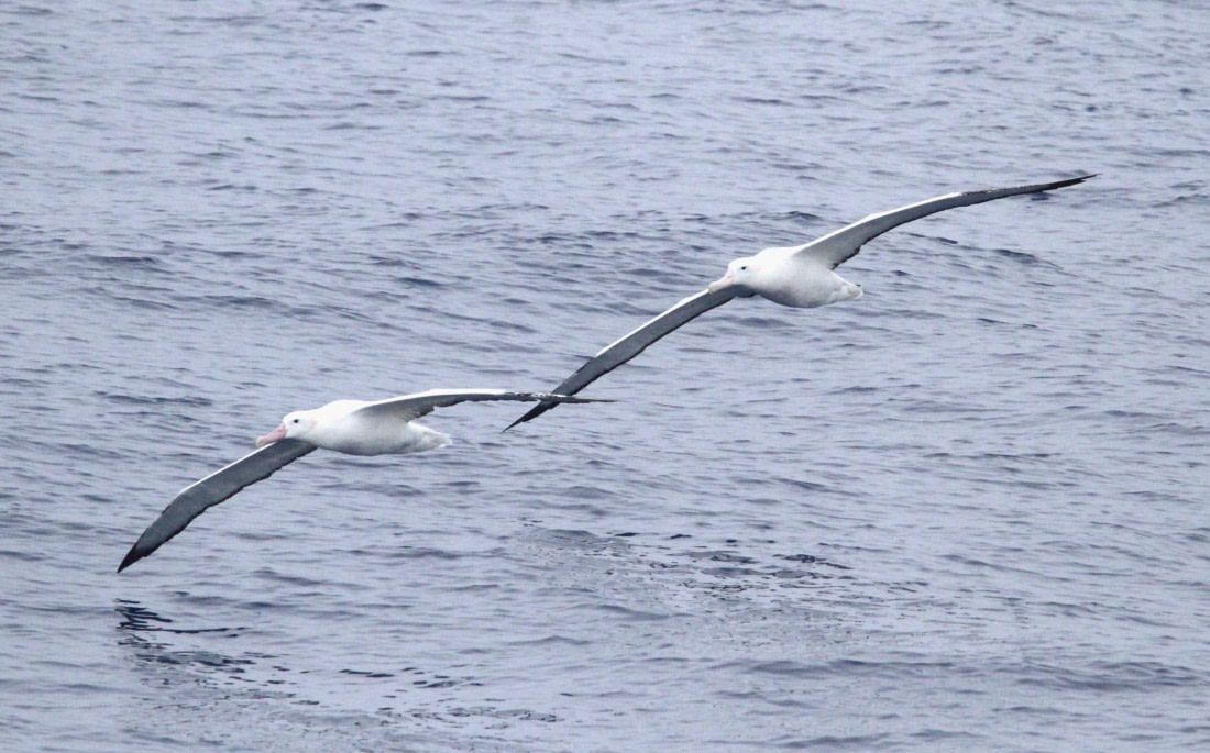 OTL29-25, Day 2, IMG_2901 © Unknown photographer - Oceanwide Expeditions.JPG