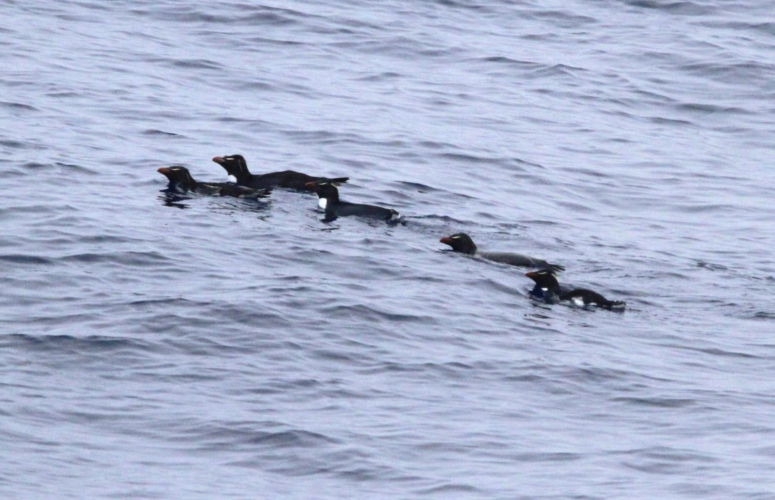 OTL29-25, Day 2, IMG_2932 © Unknown photographer - Oceanwide Expeditions.JPG