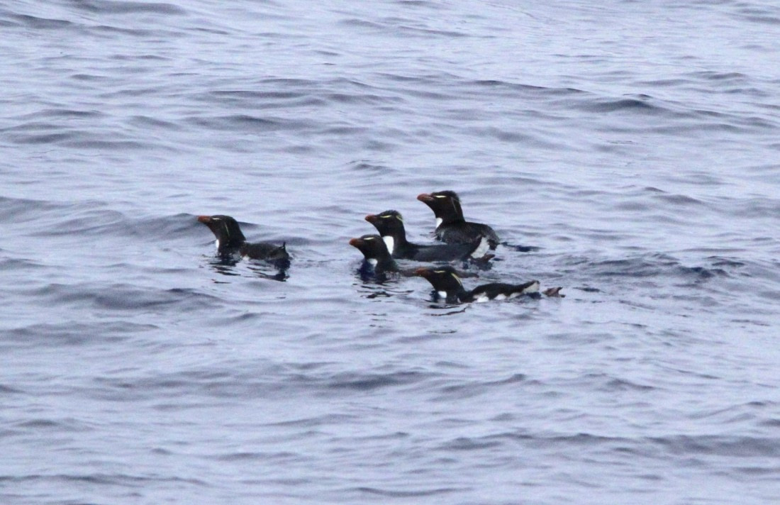 OTL29-25, Day 2, IMG_2945 © Unknown photographer - Oceanwide Expeditions.JPG