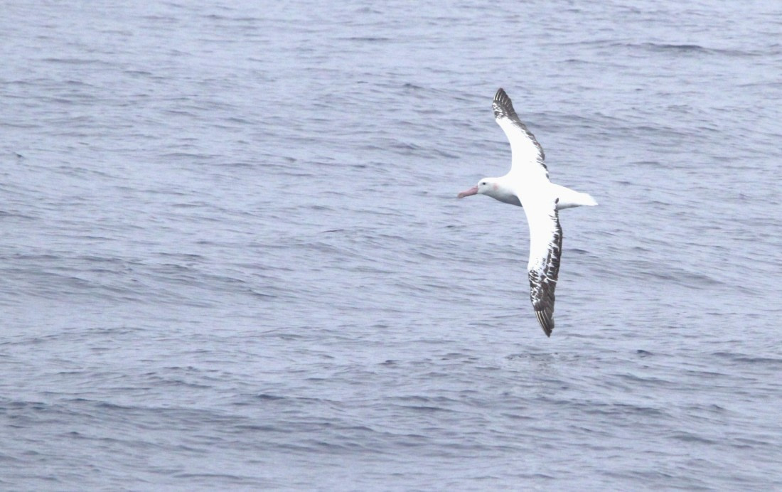 OTL29-25, Day 2, IMG_2979 © Unknown photographer - Oceanwide Expeditions.JPG