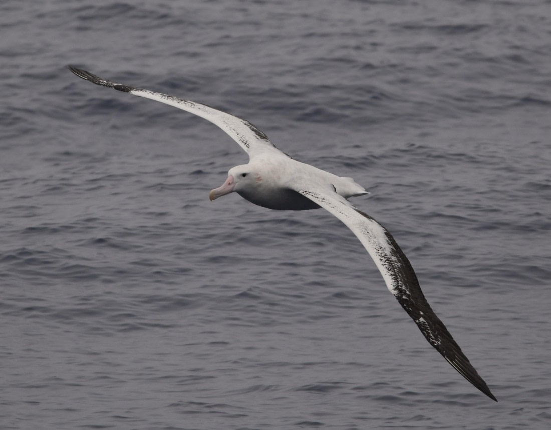 OTL29-25, Day 2, Wanderer1 © Unknown photographer - Oceanwide Expeditions.JPG