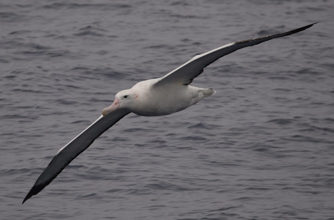 OTL29-25, Day 2, Wanderer2 © Unknown photographer - Oceanwide Expeditions.JPG
