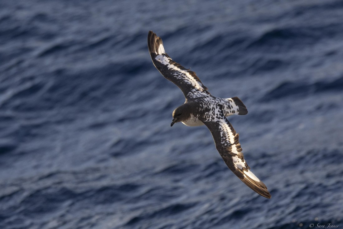 OTL29-25, Day 3, Cape Petrel © Sara Jenner - Oceanwide Expeditions.jpg