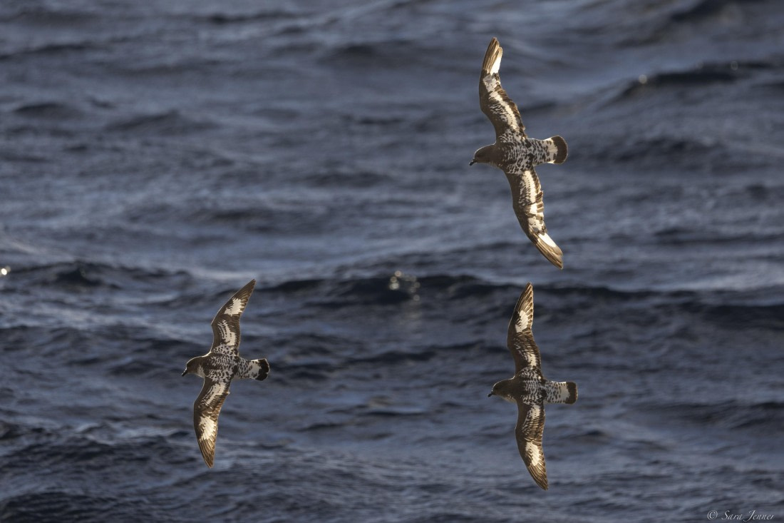 OTL29-25, Day 3, Cape Petrel 1 © Sara Jenner - Oceanwide Expeditions.jpg