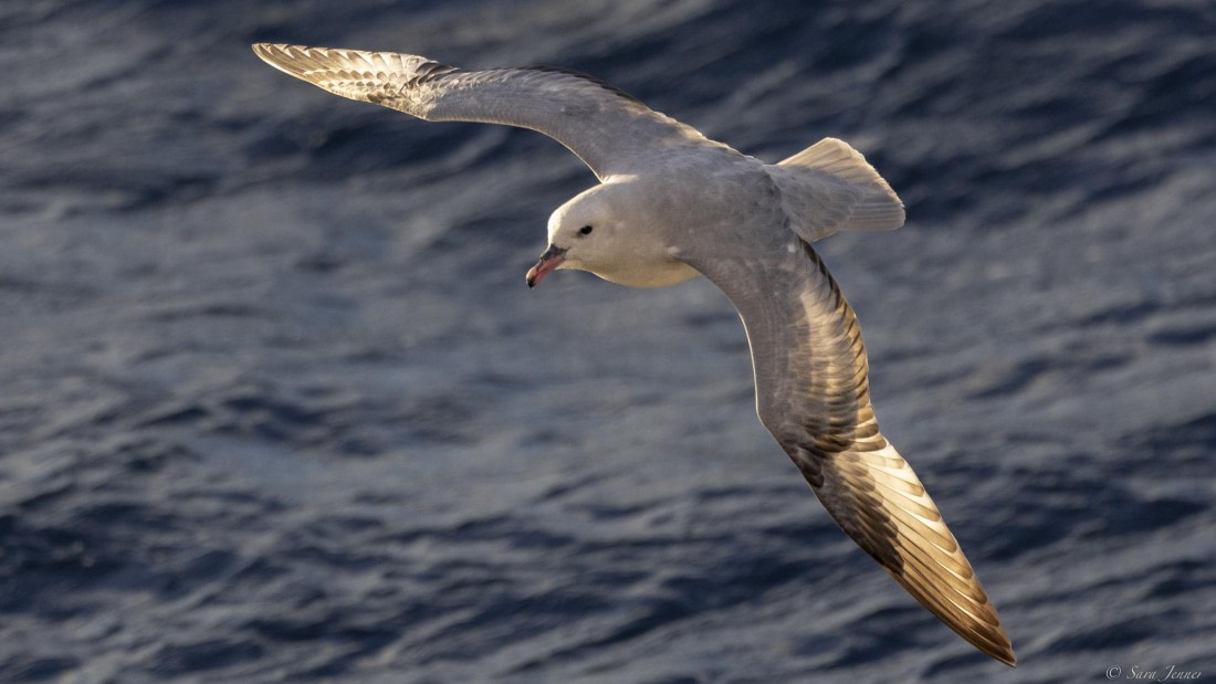 OTL29-25, Day 3, Fulmar © Sara Jenner - Oceanwide Expeditions.jpg