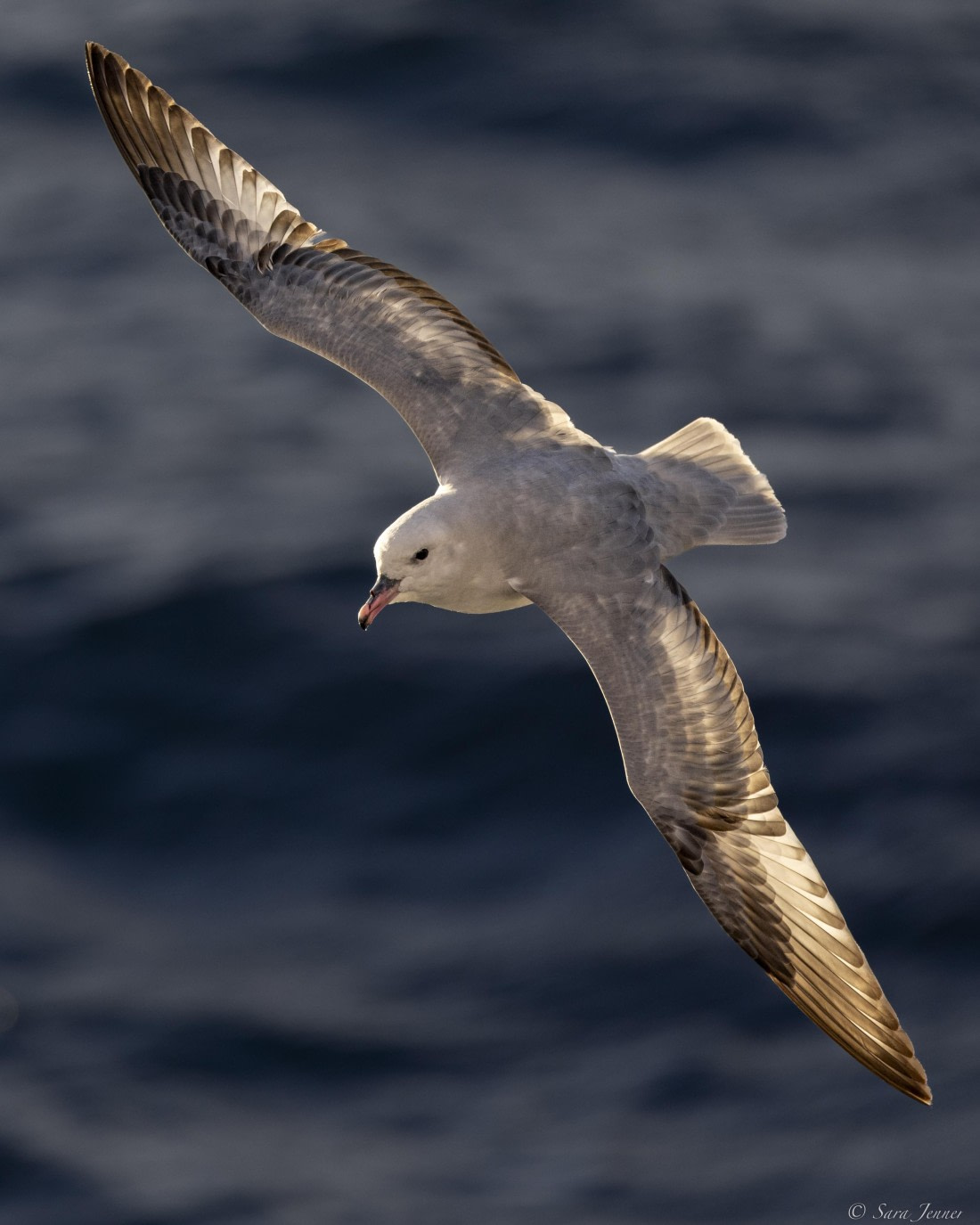 OTL29-25, Day 3, Fulmar 2 © Sara Jenner - Oceanwide Expeditions.jpg