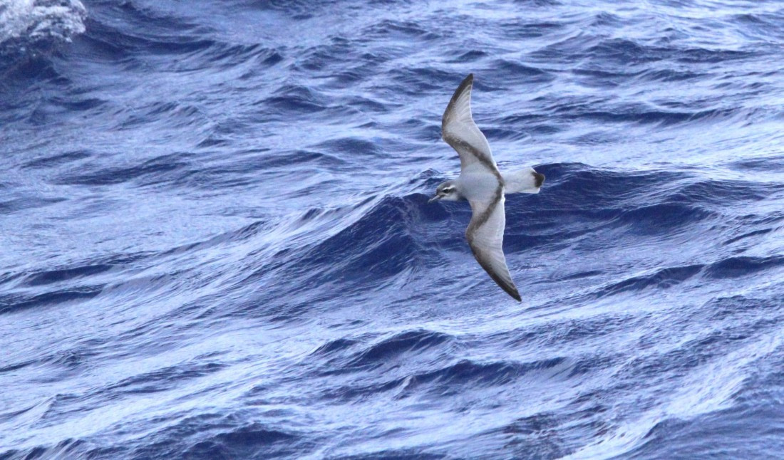 OTL29-25, Day 3, IMG_3072 © Unknown photographer - Oceanwide Expeditions.JPG