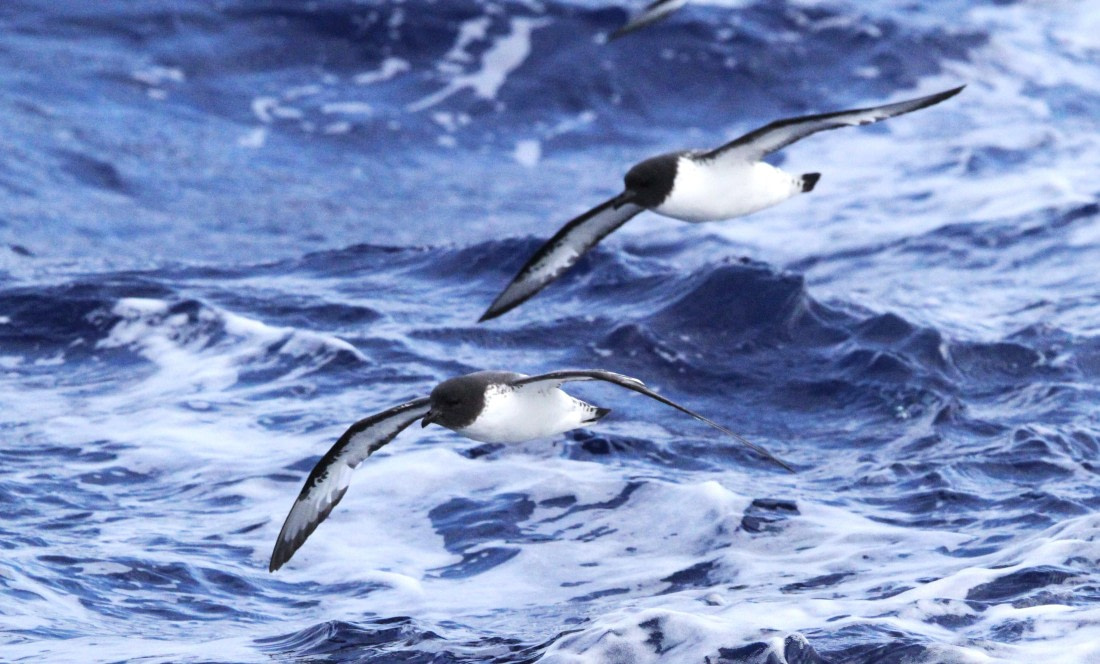 OTL29-25, Day 3, IMG_3094 © Unknown photographer - Oceanwide Expeditions.JPG