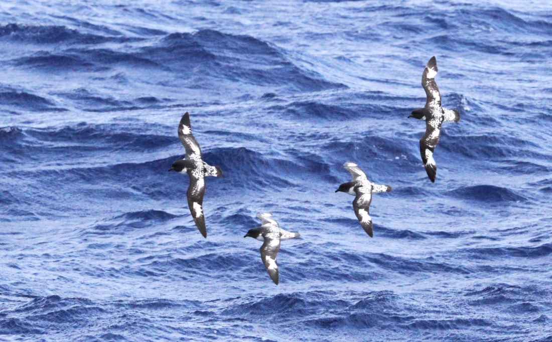 OTL29-25, Day 3, IMG_3131 © Unknown photographer - Oceanwide Expeditions.JPG