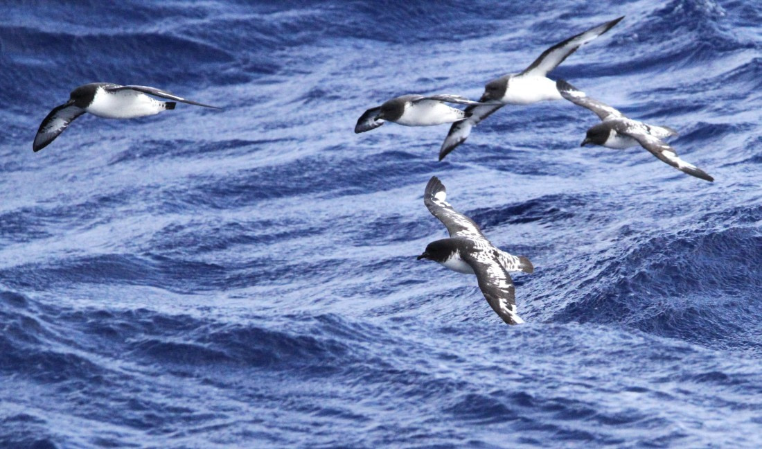 OTL29-25, Day 3, IMG_3146 © Unknown photographer - Oceanwide Expeditions.JPG