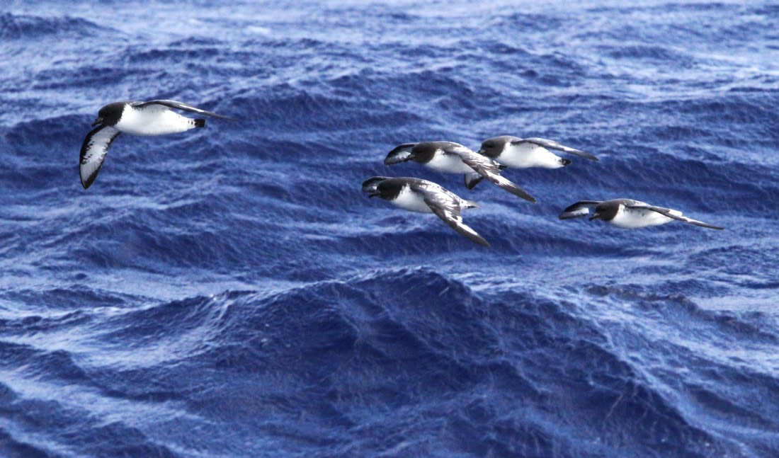 OTL29-25, Day 3, IMG_3148 © Unknown photographer - Oceanwide Expeditions.JPG